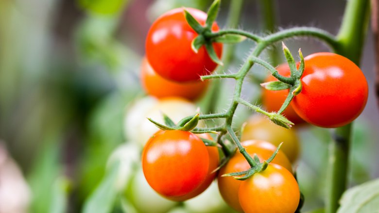 Keluarga Kerajaan Inggris Punya Kebiasaan Makan Unik